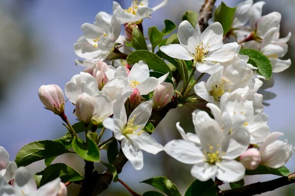 Blühender Apfelbaumzweig im Frühling