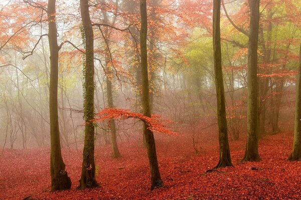 Landschaft des coolen Herbstwaldes