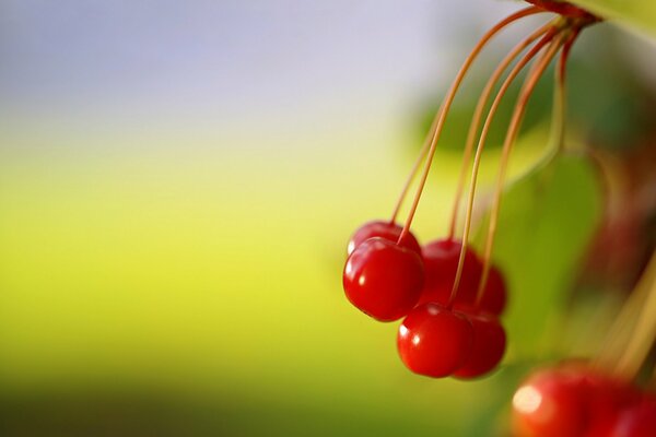 Scarlet, wild berries begin to ripen