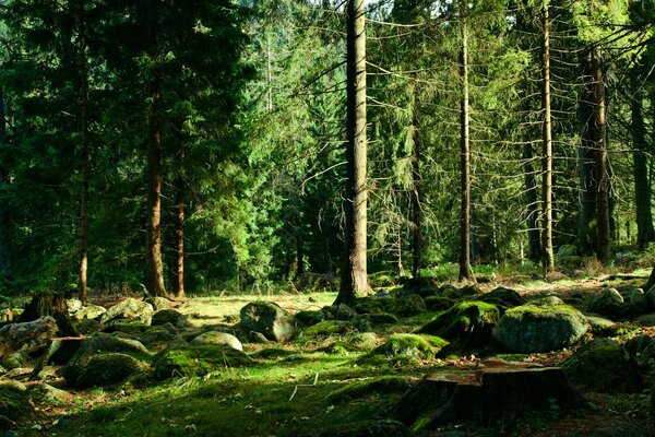 Bosque verde con grandes piedras y musgo