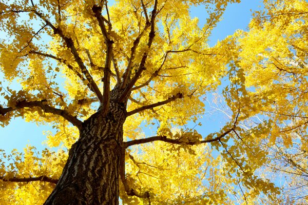 Golden crown of a tree against the sky