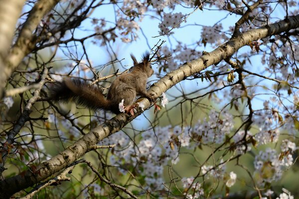 Eichhörnchen im Frühling auf einem blühenden Baum