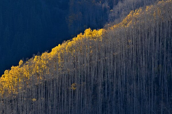 Forest in autumn on the mountainside