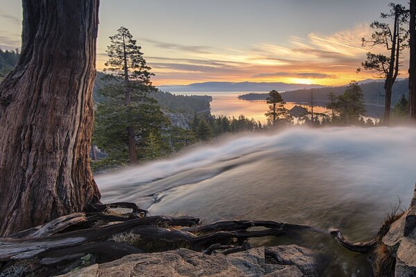 Fog in the forest at dawn