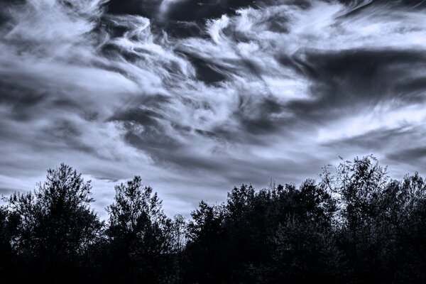 Nubes extrañas, árboles al atardecer