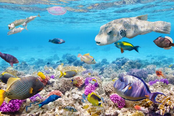 Sott acqua un mucchio di pesci e coralli