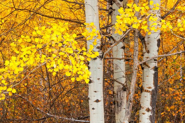 Yellow autumn leaves on a birch tree