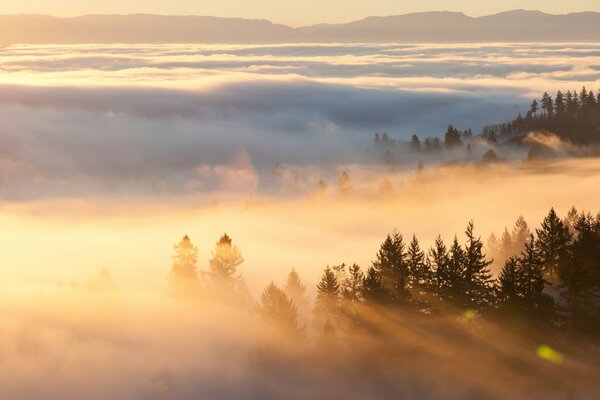 Christmas trees are visible among the morning fog