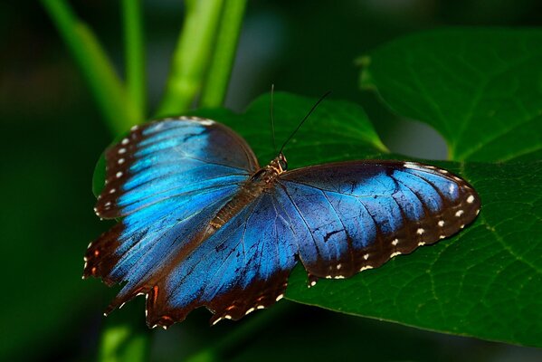 Vierflügeliger Schmetterling auf einem Blatt