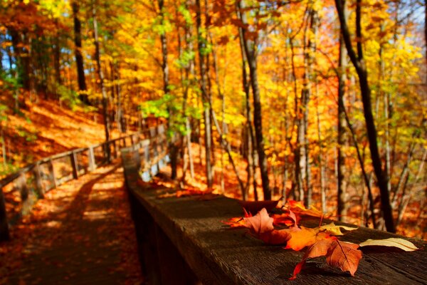 Herbstlaub auf einer Holzbrücke im Wald