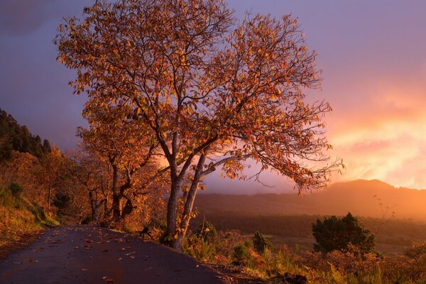 Alberi sul ciglio della strada sotto il sole al tramonto