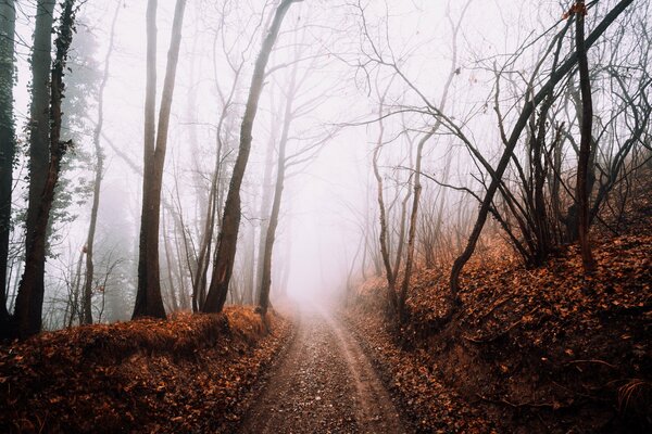 Camino en el bosque de otoño en medio de la niebla