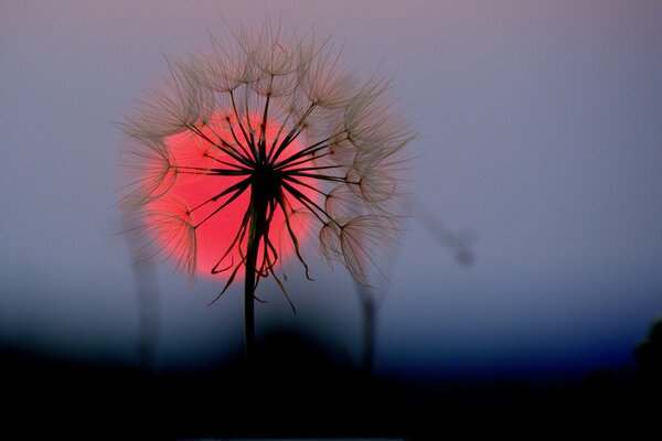 Dandelion at sunset on the background of the red disk of the sun