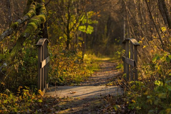 Pont dans la forêt d automne