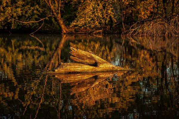 Affichage des arbres d automne dans l eau