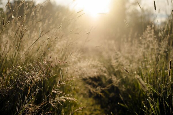 Luz de la mañana y hierba en el campo