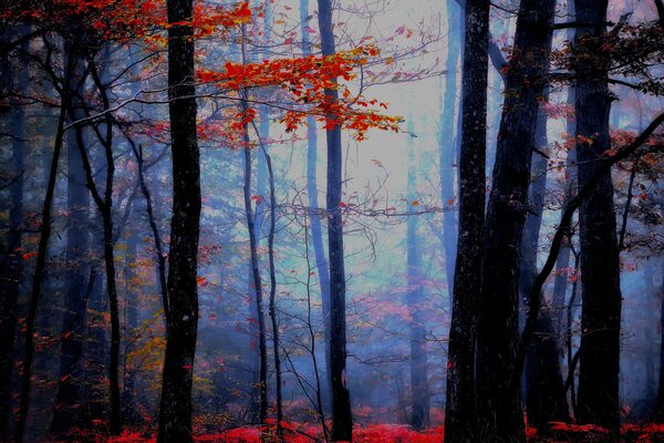 Dunkler Herbstwald mit schleichender Sonne