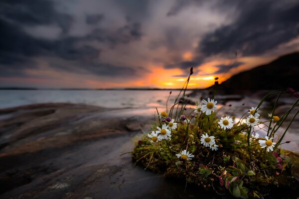 Nature au bord d un coucher de soleil sombre