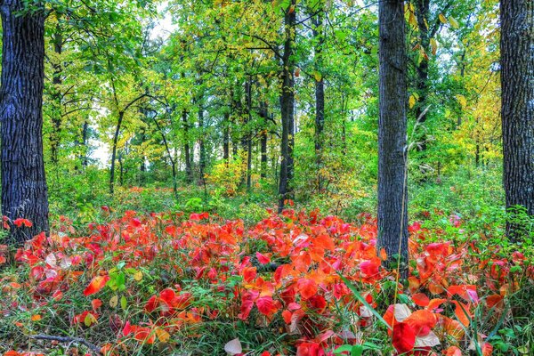 In the forest among the trees there is a beautiful edge of flowers