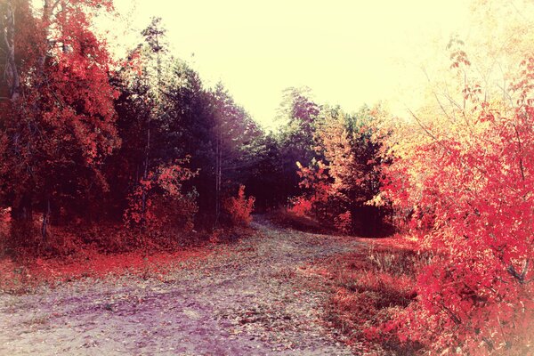 El camino en el bosque de otoño y el amanecer