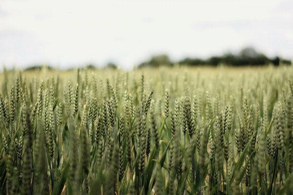 Las espigas de trigo maduran en verano