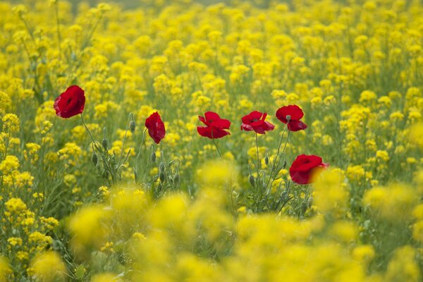 Poppies are blushing in the field among the rapeseed