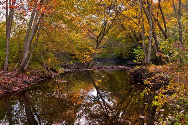 Piccolo fiume nella foresta d autunno