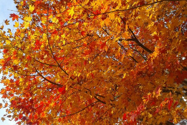 Herbstlaub und all die Schönheit dieser Pore