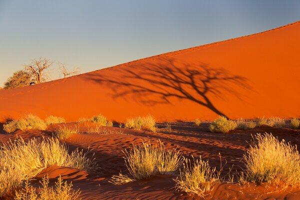 Schatten eines Baumes in der afrikanischen Wüste bei Sonnenuntergang