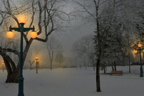 Zimowy wieczór. Park zimowy. Latarnie