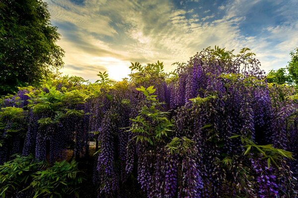 Purple ashikaga flowers on the background of the dawn sky