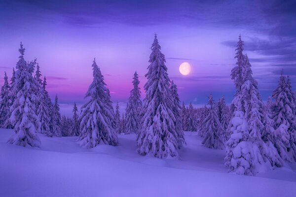 Schneebedeckte Fichten im Wald unter dem Mond