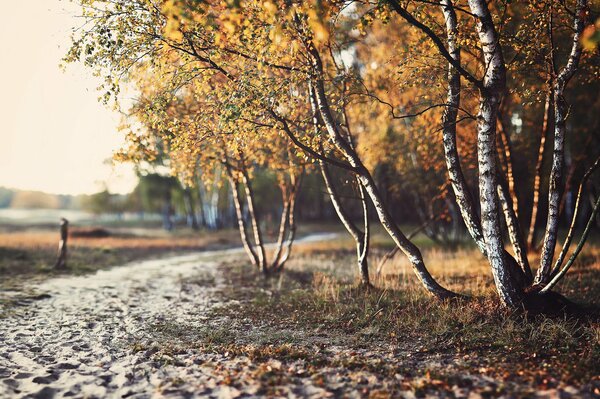 Clima autunnale con foglie gialle nella foresta