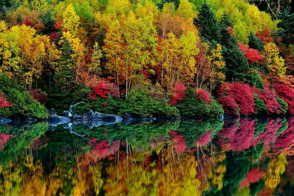 La luminosa foresta autunnale si riflette nel lago