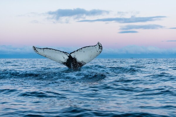 The adorable tail of a mad whale