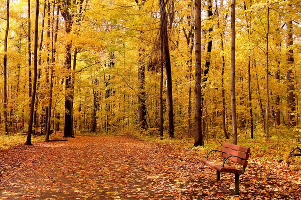 Arbres d automne dans le parc avec banc