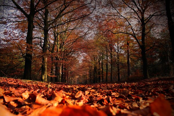 Bosque de otoño con caída de hojas frescas