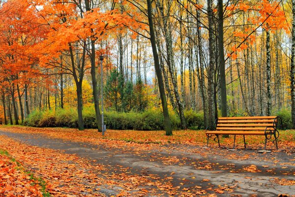 Autumn Park Tree Nature Landscape