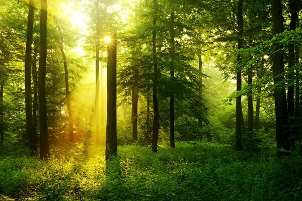 The rays of the sun break through the trees in the forest