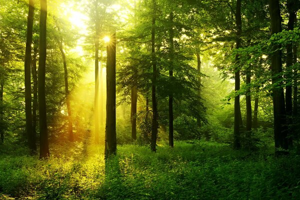 I raggi del sole si fanno strada tra gli alberi nella foresta