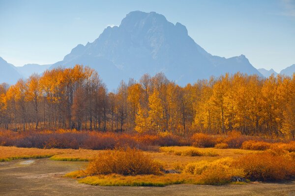 Autumn yellow forest on a mountain background