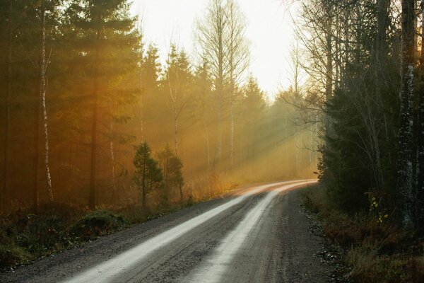 Die Landschaft des morgendlichen Waldes, wo man die Straße sehen kann