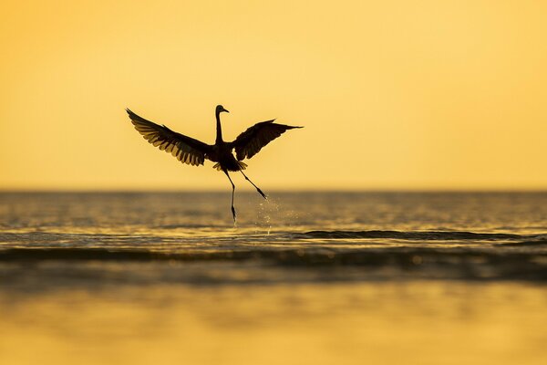 Flotando sobre el agua suave pájaro