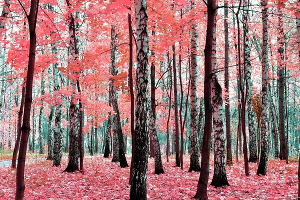 Follaje caído en un bosque de abedul