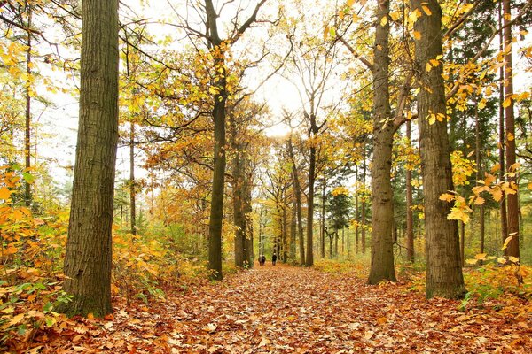 A road in an autumn park with trees and shrubs