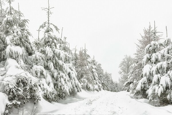 Winter road of the snow-covered forest