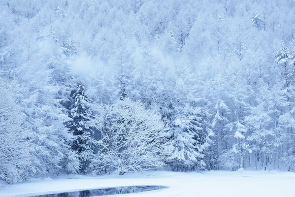 Árboles cubiertos de nieve en una ladera en el bosque