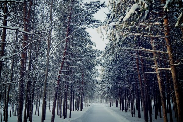 Camino nevado en el bosque de pinos