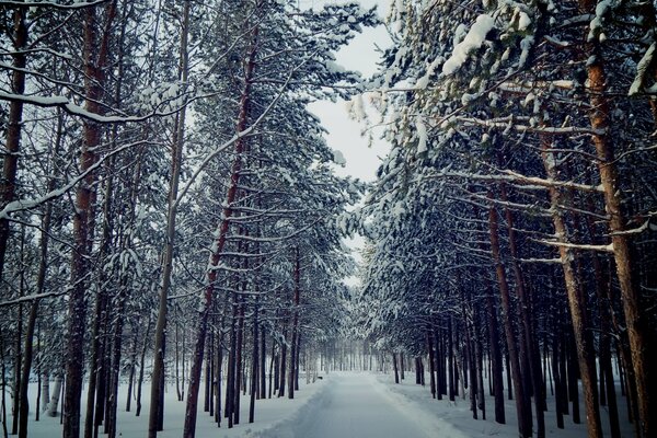 Śnieżna droga w sosnowym lesie