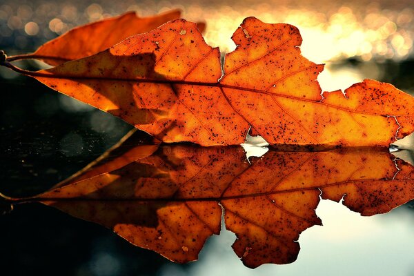 Autumn red leaf in macro photography